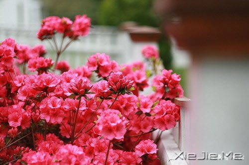 ����Ϊ˭л����лΪ˭�� (6)