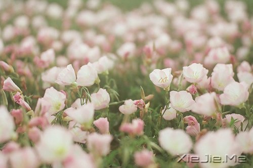 早安心语:脏话比谎言干净一千倍 (10)