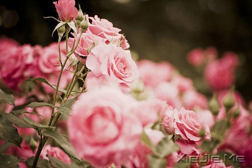 ������������������Ҹ� (9)