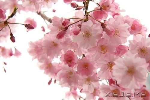 �簲�����ֻ��Ц�ĺܻ������˲Ų��ᱻ���� (4)