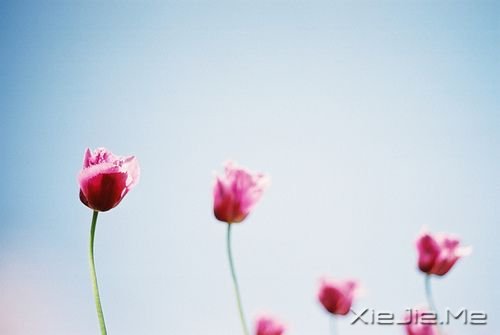 早安心语:生活总会给你另一个机会,这个机会叫明天 (3)