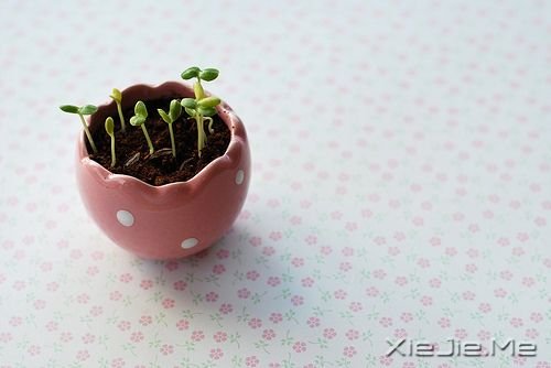 С����ͼƬ (7)