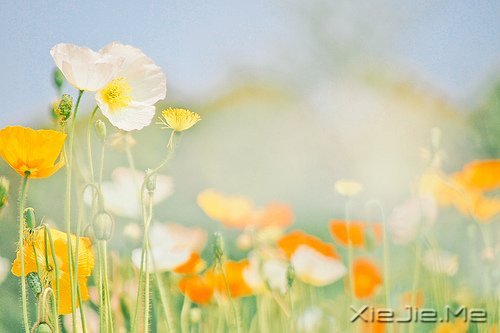 人生感悟:一位老人的九句话 (8)