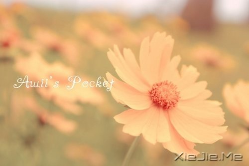 ����������Ѫ֮��