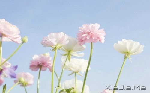 安静,一种淡淡的祥和 (4)